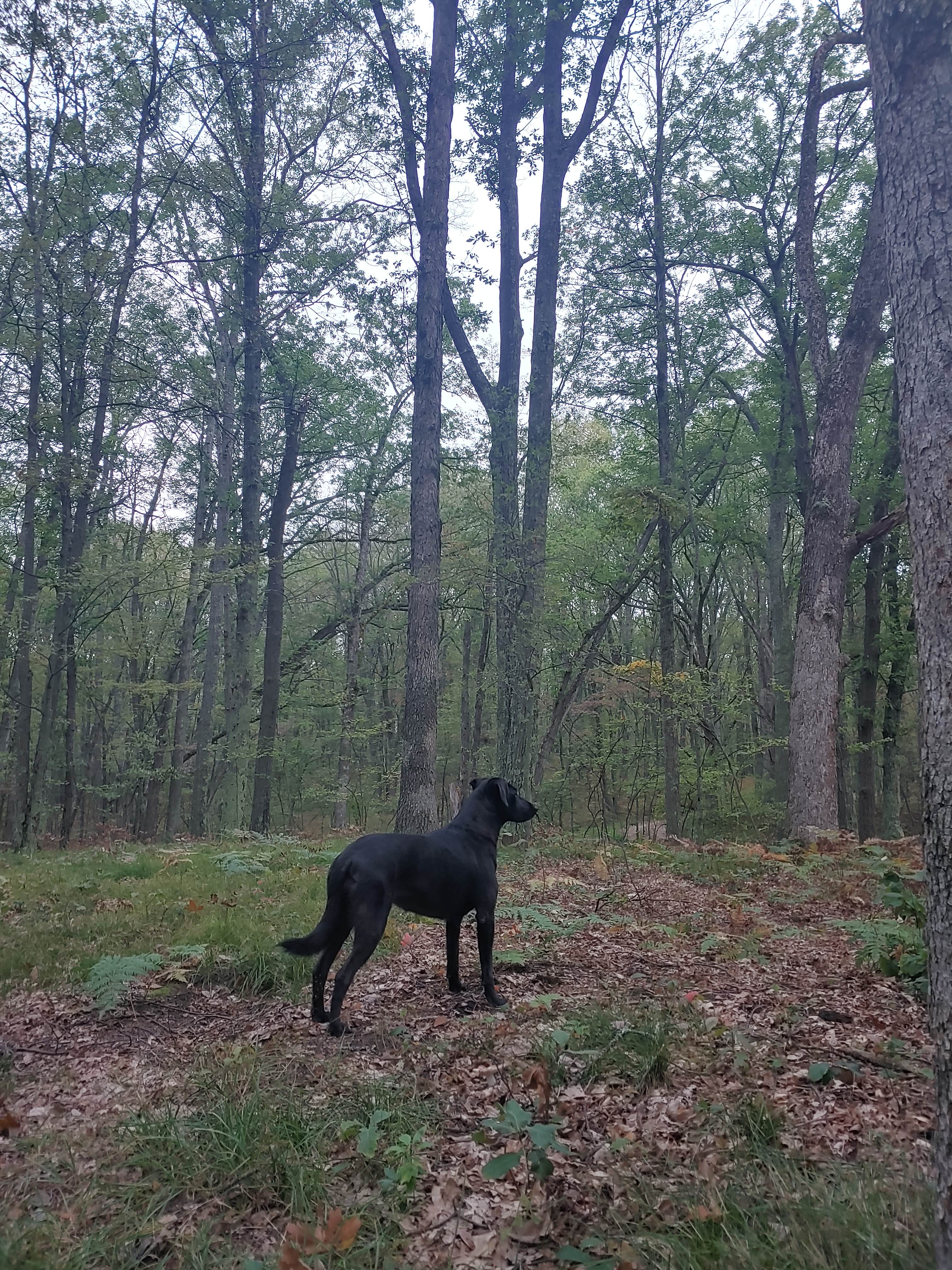Fiona's photo of camping with pets at Sawkaw Lake near Baldwin, MI