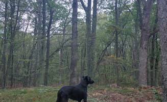 Fiona's photo of camping with pets at Sawkaw Lake near White Cloud, MI