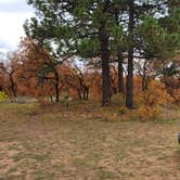 Review photo of Madden Peak Road - Dispersed by noah , October 8, 2021