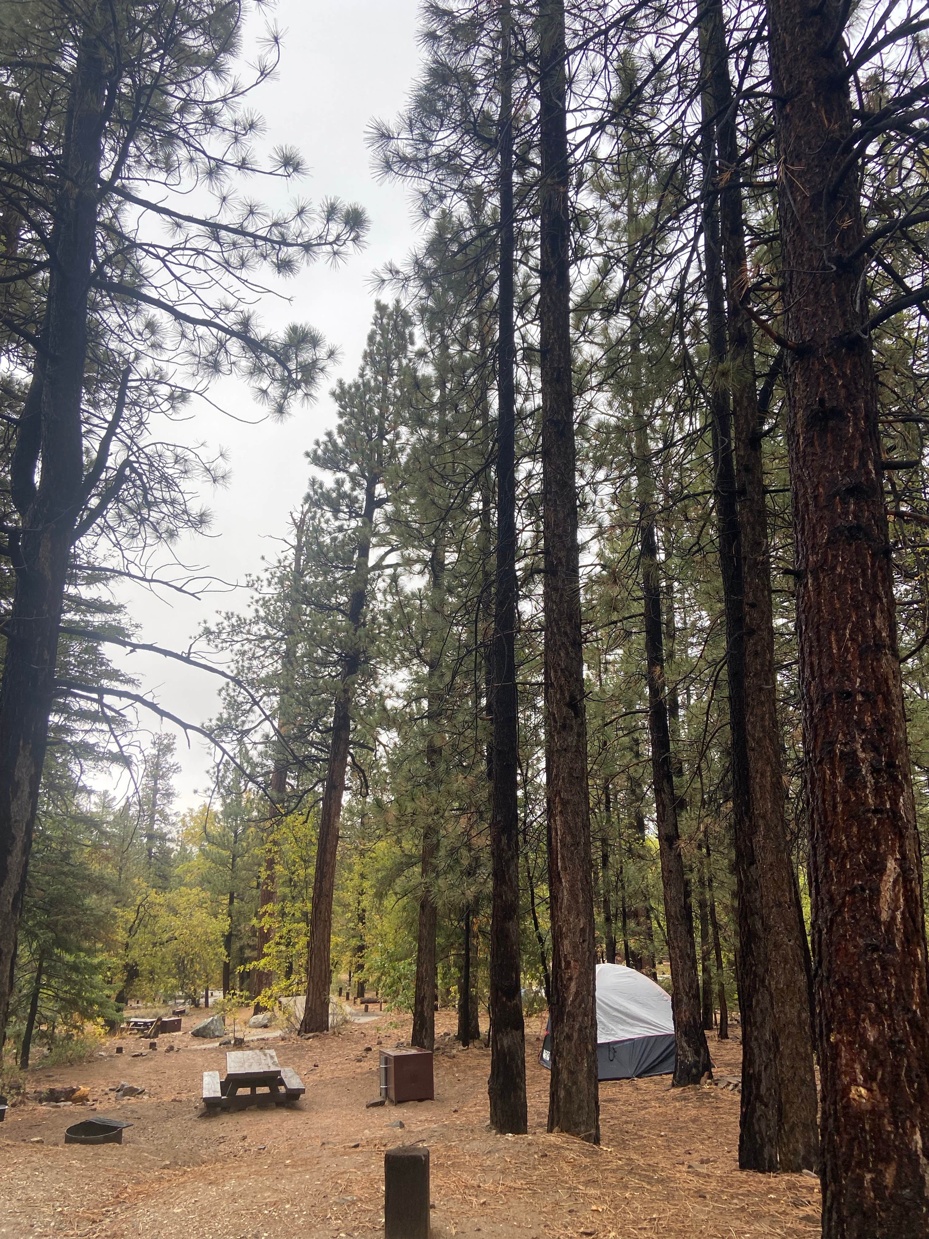 Lily K.'s photo at Pine Knot Campground near Big Bear Lake, CA