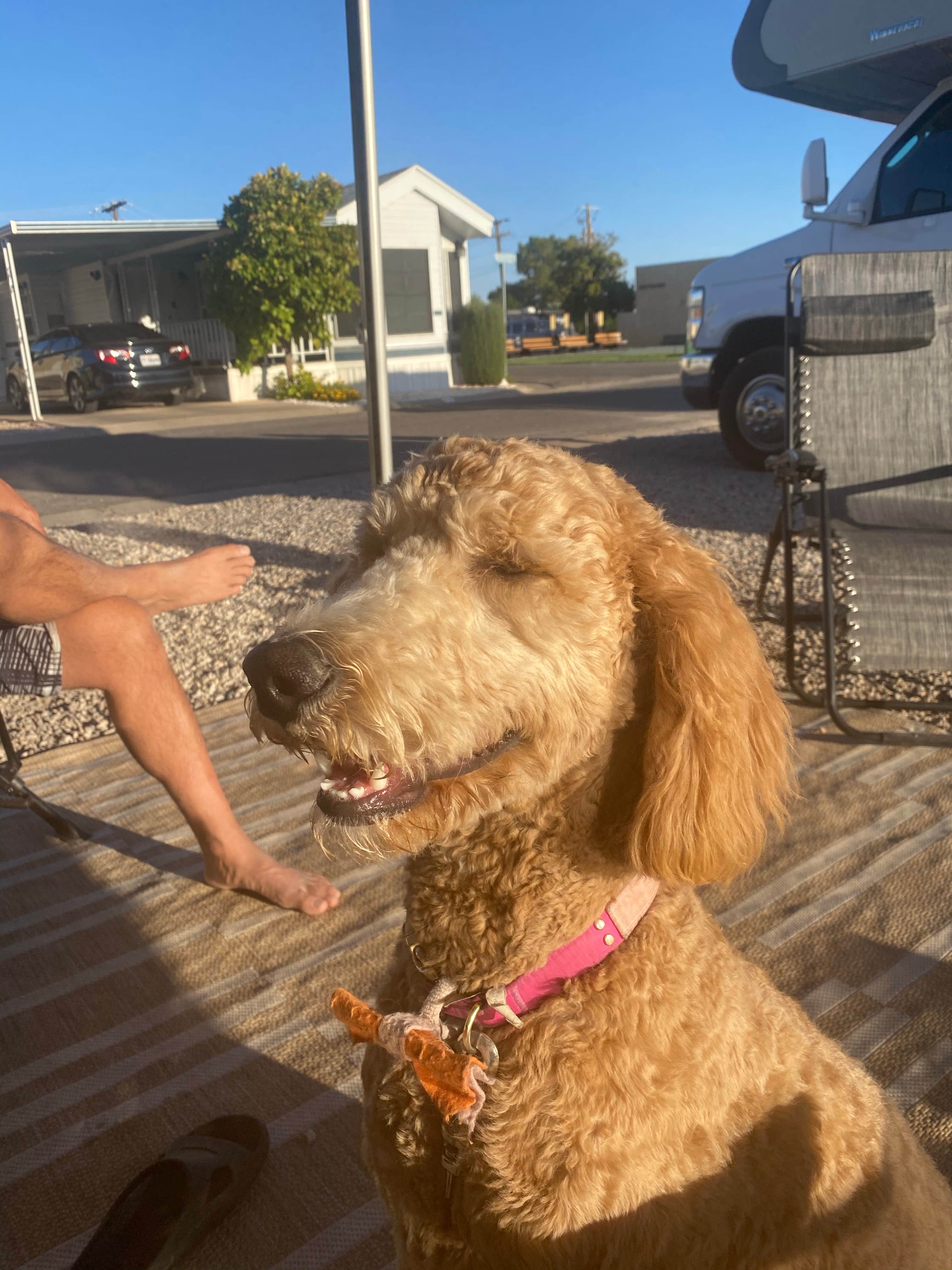 Donna H.'s photo of camping with pets at McArthur's Temple View RV Resort near Dammeron Valley, UT