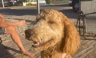Donna H.'s photo of camping with pets at McArthur's Temple View RV Resort near Gunlock, UT