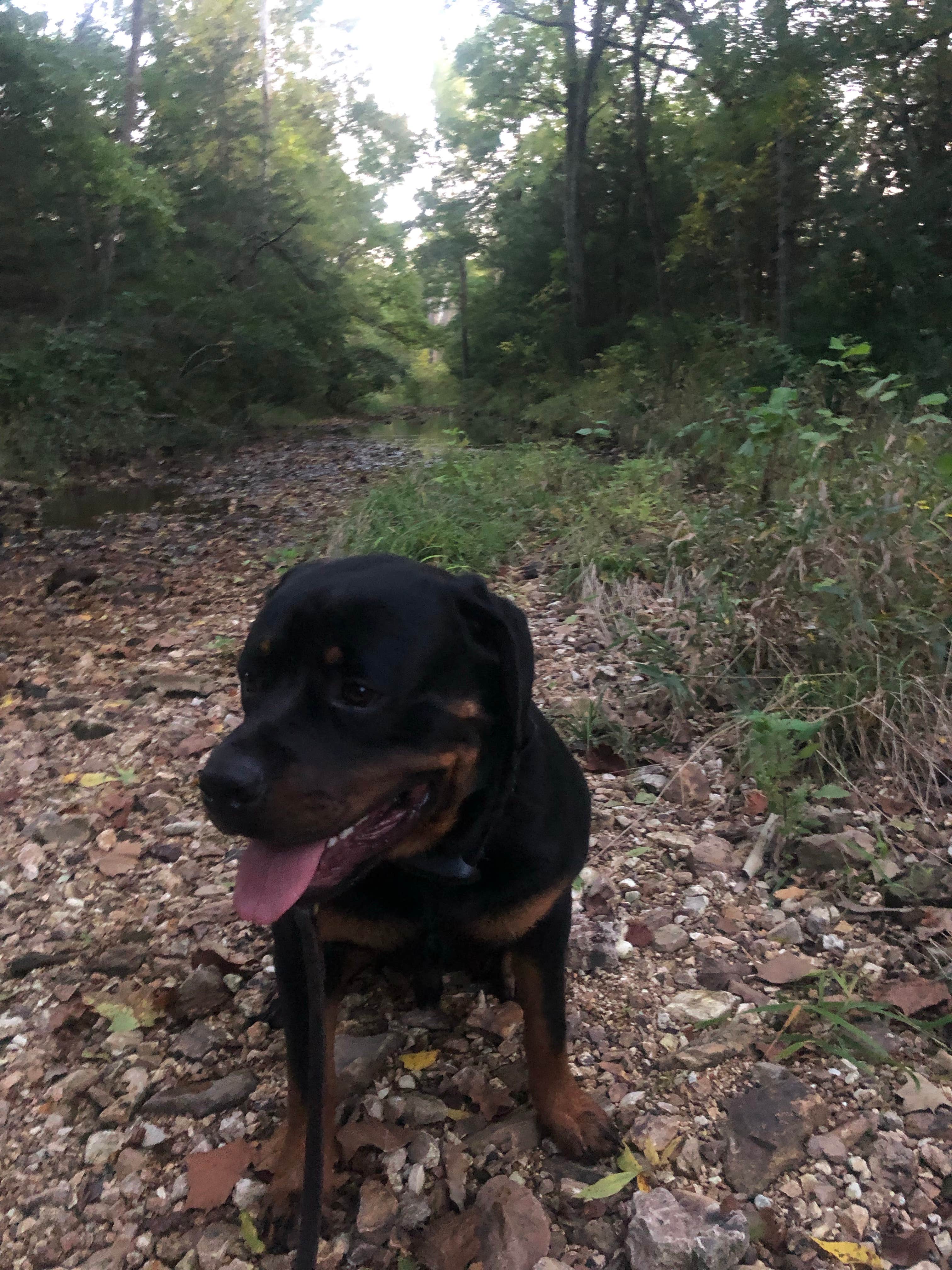 Malcolm's photo of camping with pets at Haven Hollow RV Park near Fort Leonard Wood, MO