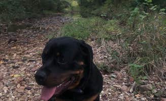 Malcolm's photo of camping with pets at Haven Hollow RV Park in Missouri