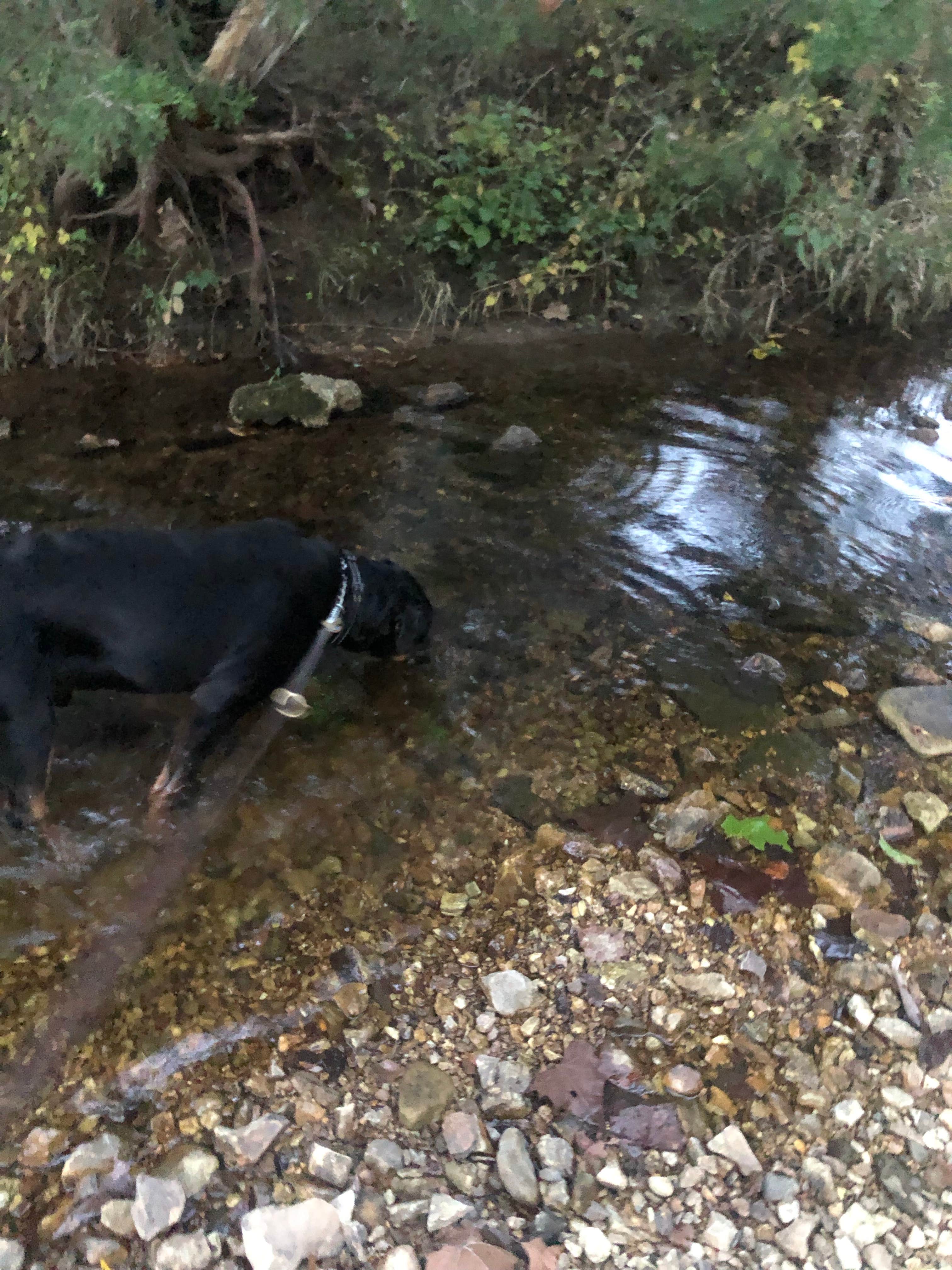 Malcolm's photo of camping with pets at Haven Hollow RV Park near Hartshorn, MO