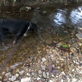 our dog playing in the creek