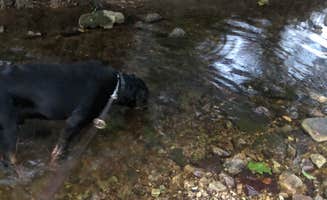 Malcolm's photo of camping with pets at Haven Hollow RV Park near Hartshorn, MO