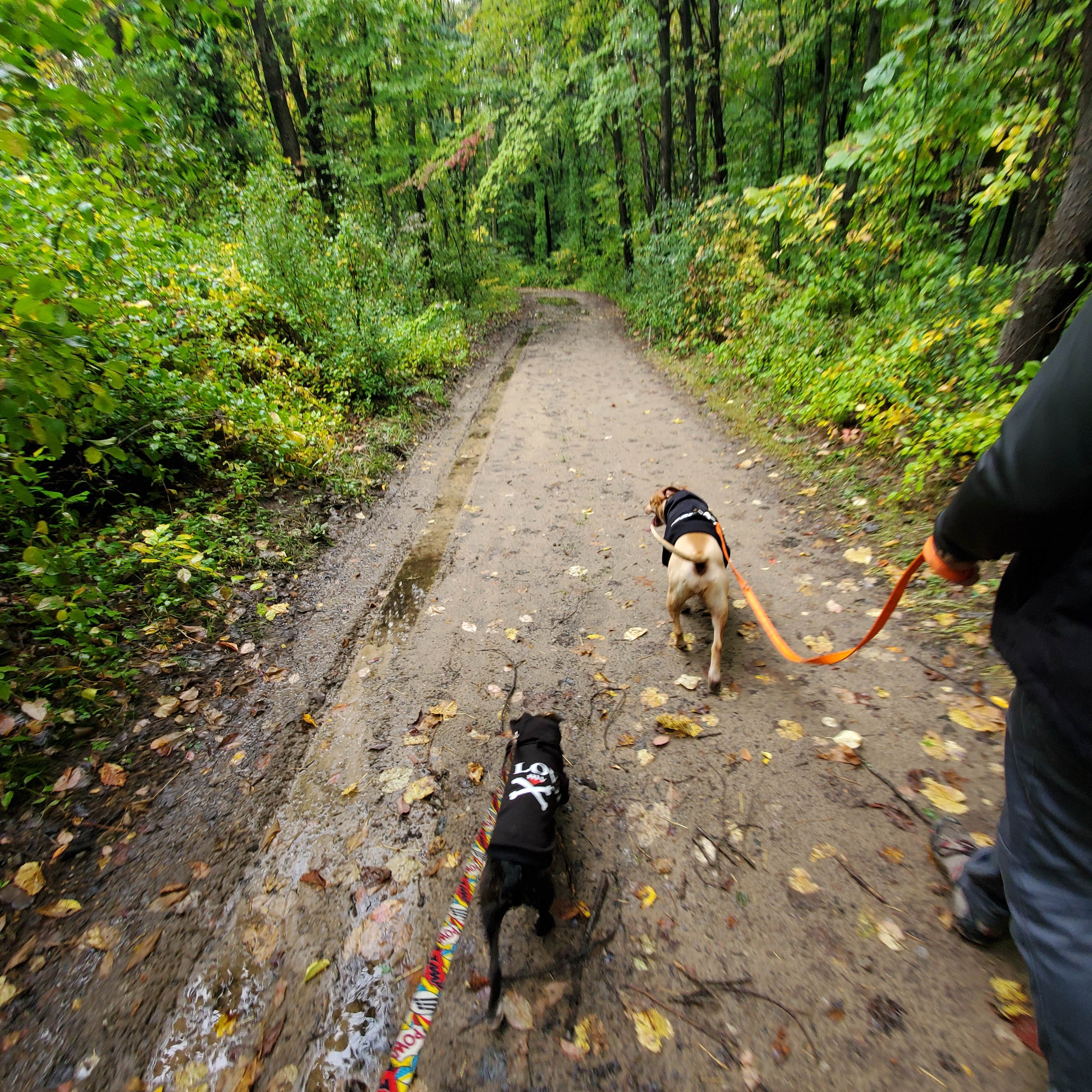Holly G.'s photo of camping with pets at Proud Lake Recreation Area near New Boston, MI
