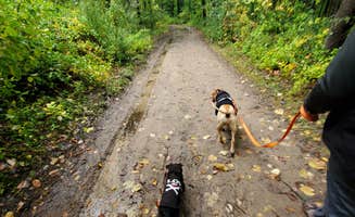 Holly G.'s photo of camping with pets at Proud Lake Recreation Area near Grand Blanc, MI