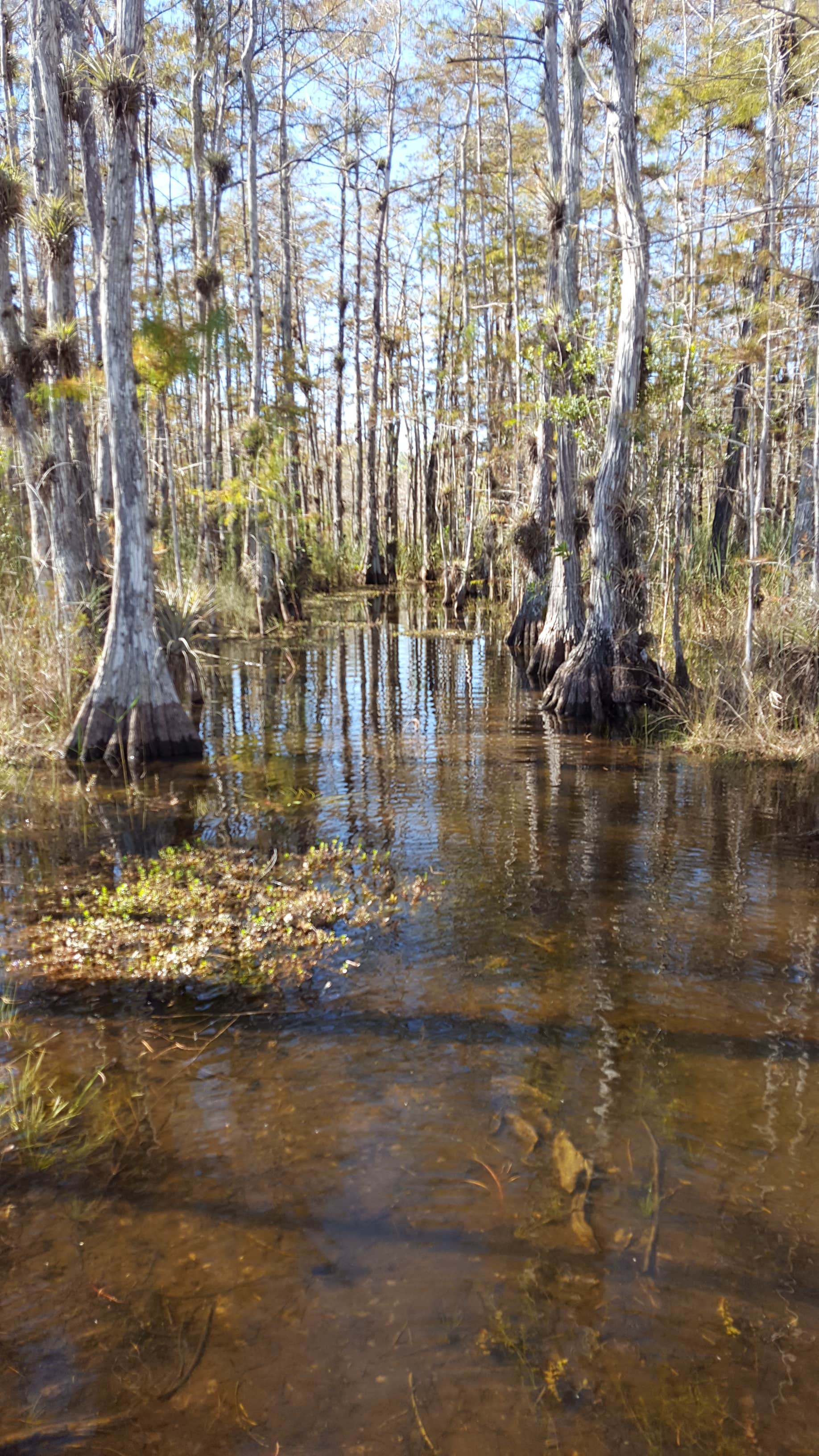Camper-submitted photo at Seven Mile Camp on the Florida Trail near Davie, FL