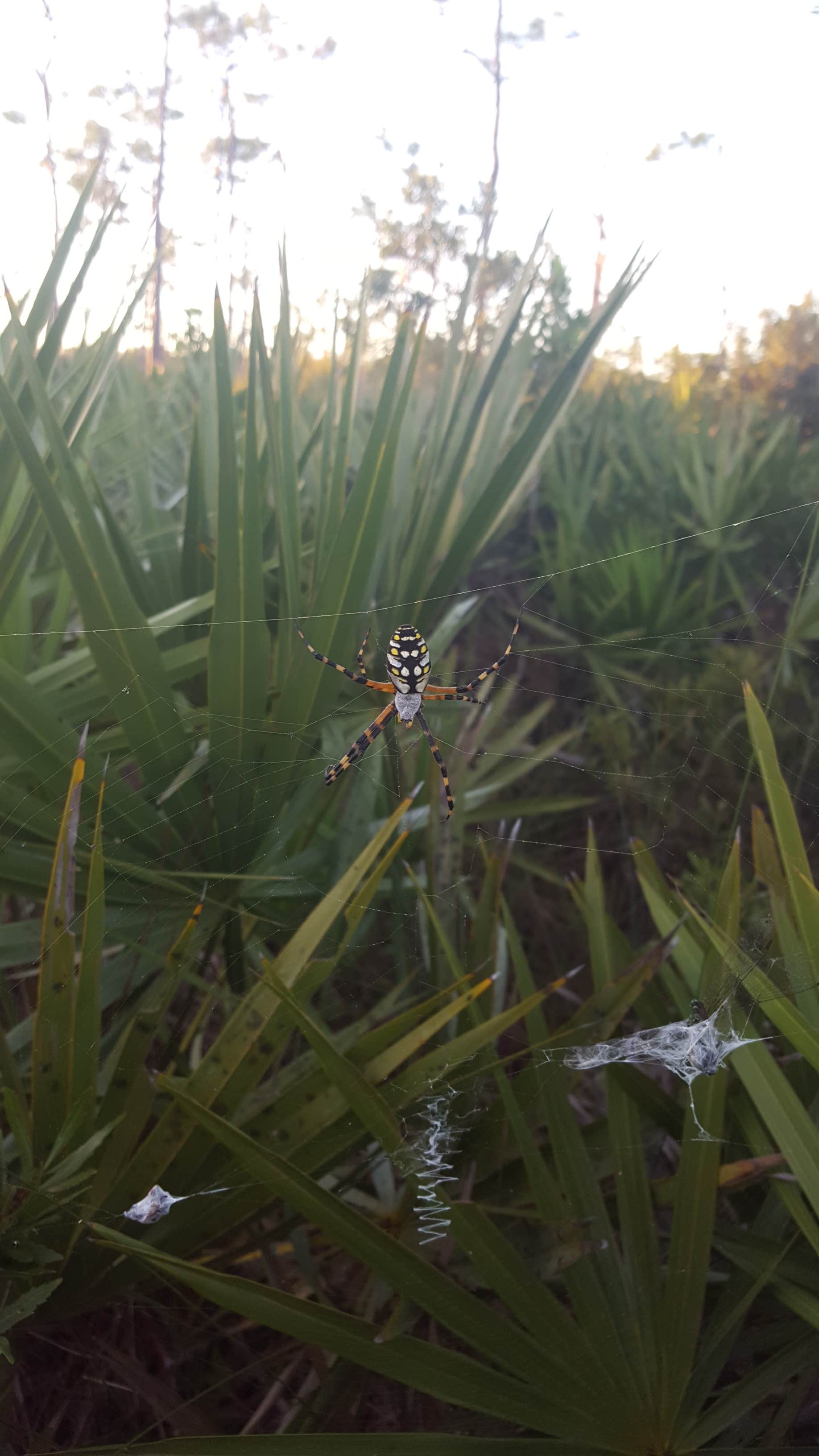 Camper submitted image from Seven Mile Camp on the Florida Trail - 2