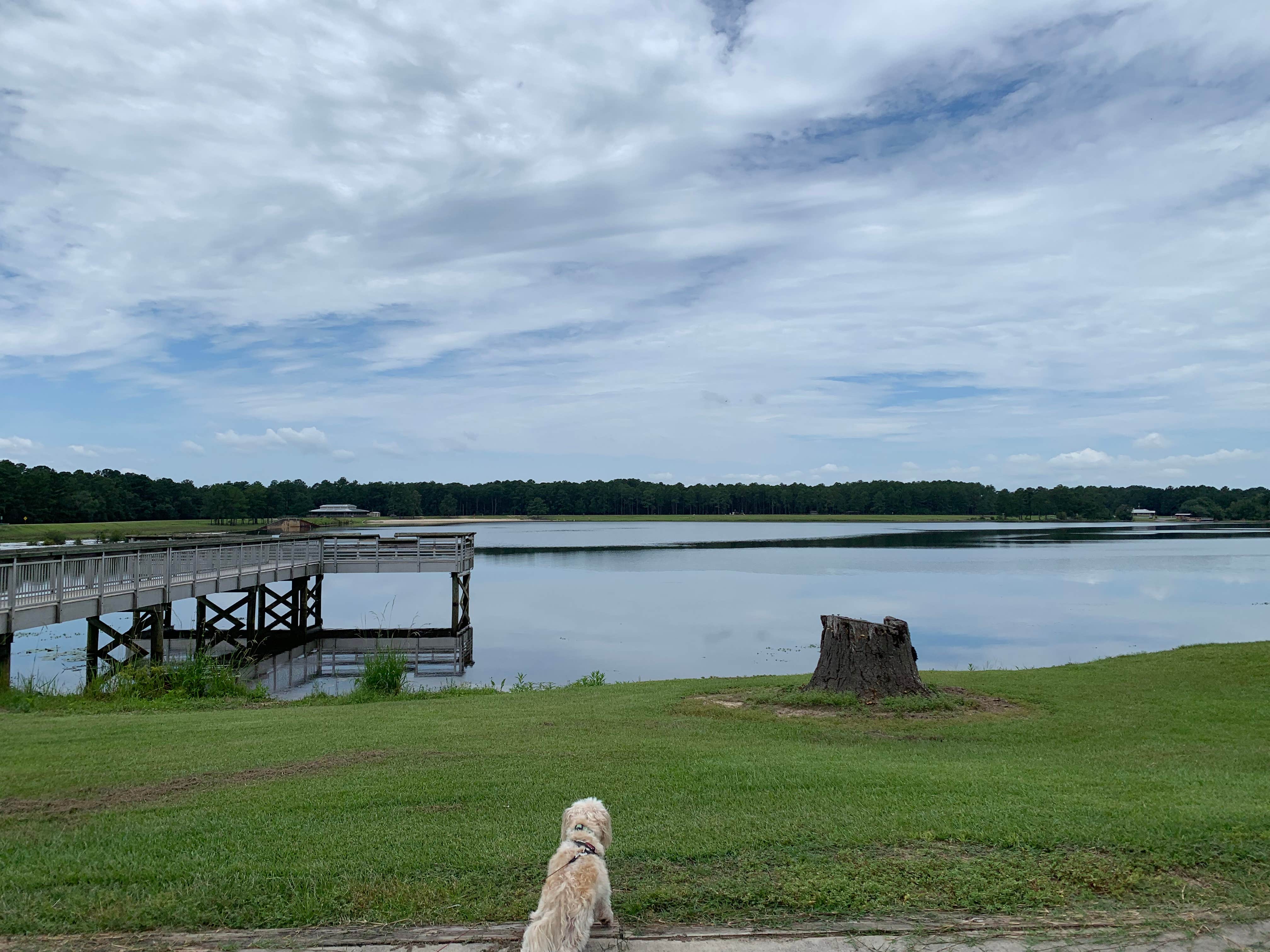 Michael F.'s photo of camping with pets at Reed Bingham State Park Campground near Valdosta, GA