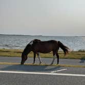 Review photo of Pocomoke River State Park Campground by Jennifer O., October 10, 2021