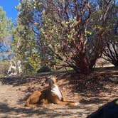 Review photo of Stone Creek Campground — Mount San Jacinto State Park by Jody R., October 10, 2021