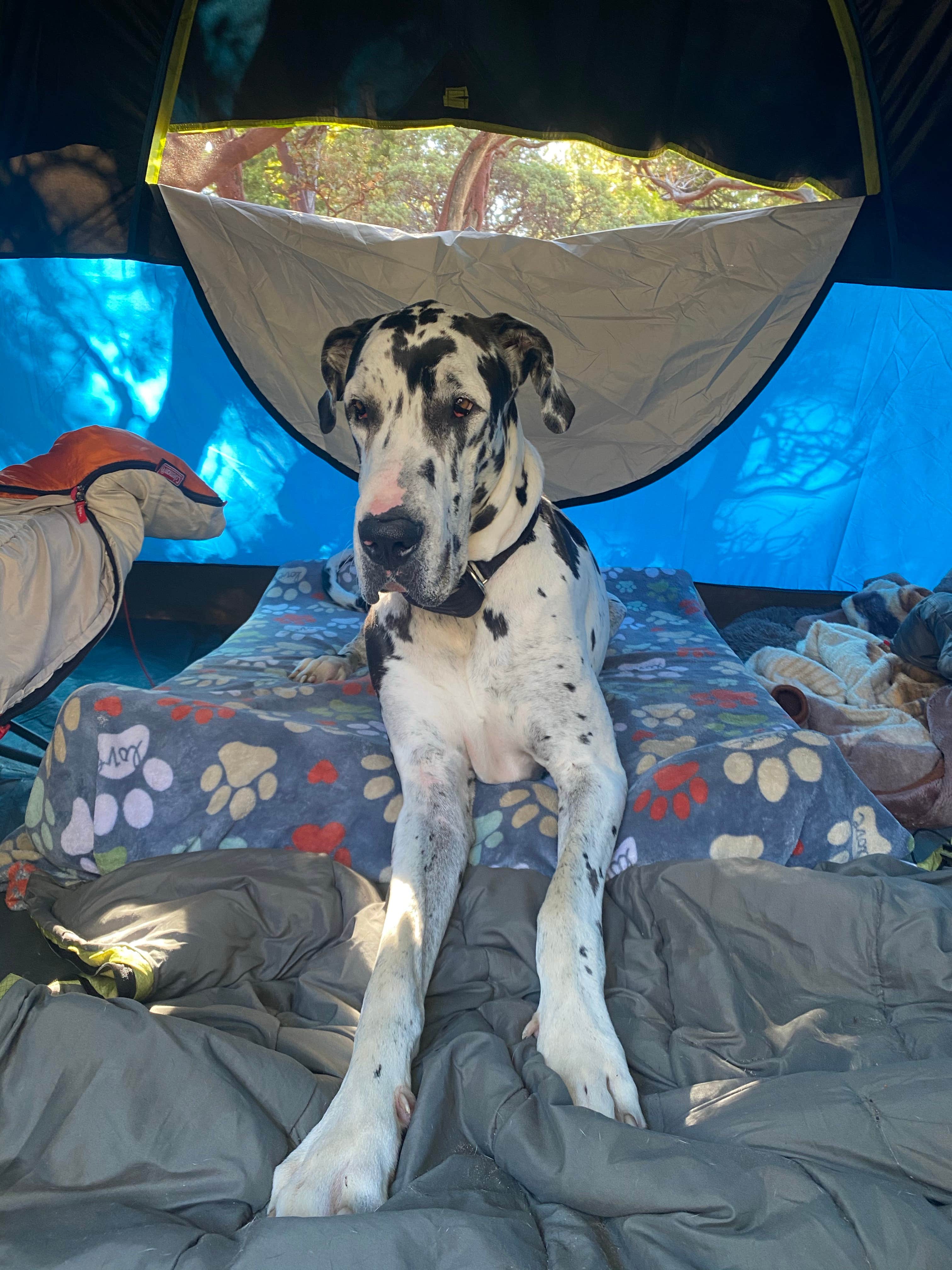 Jody R.'s photo of camping with pets at Stone Creek Campground — Mount San Jacinto State Park near Palm Springs, CA