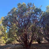 Review photo of Stone Creek Campground — Mount San Jacinto State Park by Jody R., October 10, 2021