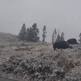 Review photo of Grant Village Campground — Yellowstone National Park by Laura B., July 3, 2018