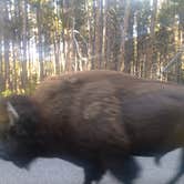 Review photo of Grant Village Campground — Yellowstone National Park by Laura B., July 3, 2018