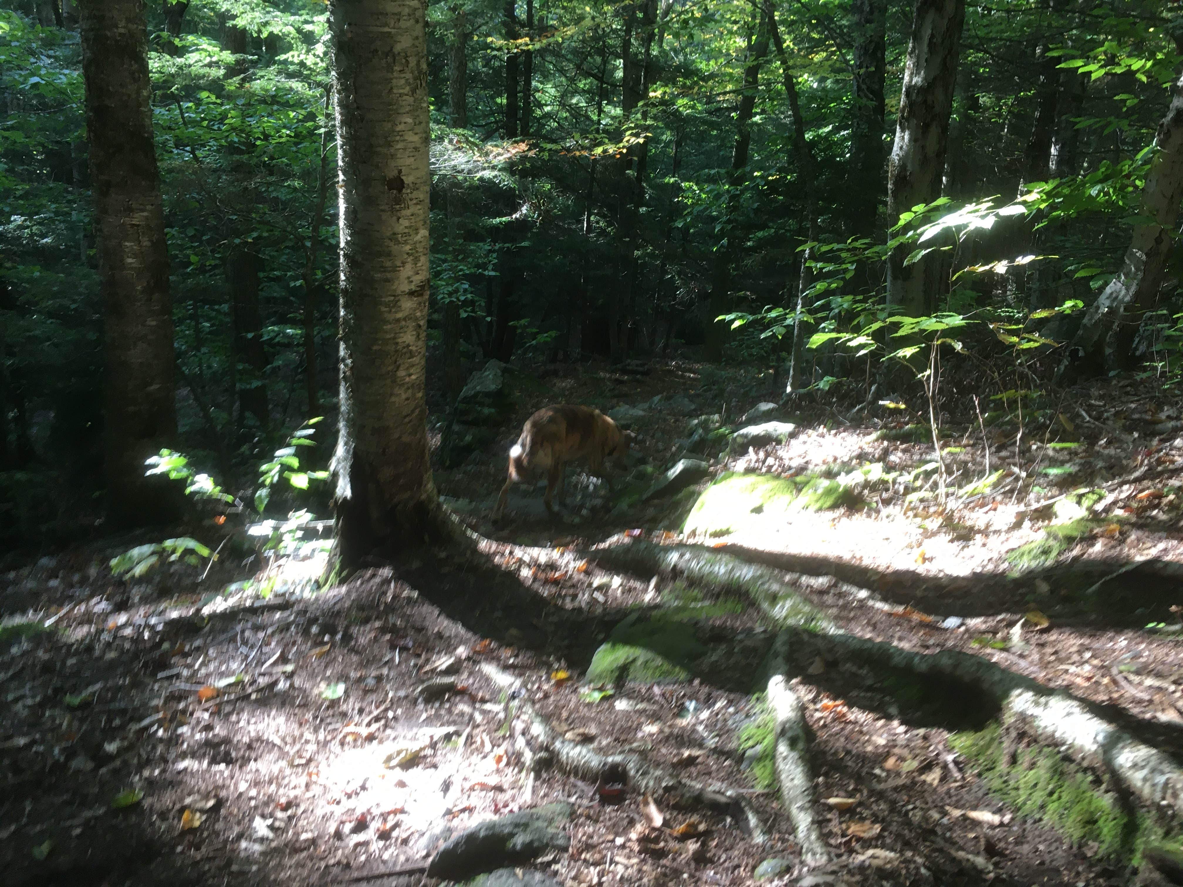 Alan's photo of camping with pets at Daughters of the American Revolution (DAR) State Forest Campground near Russell, MA