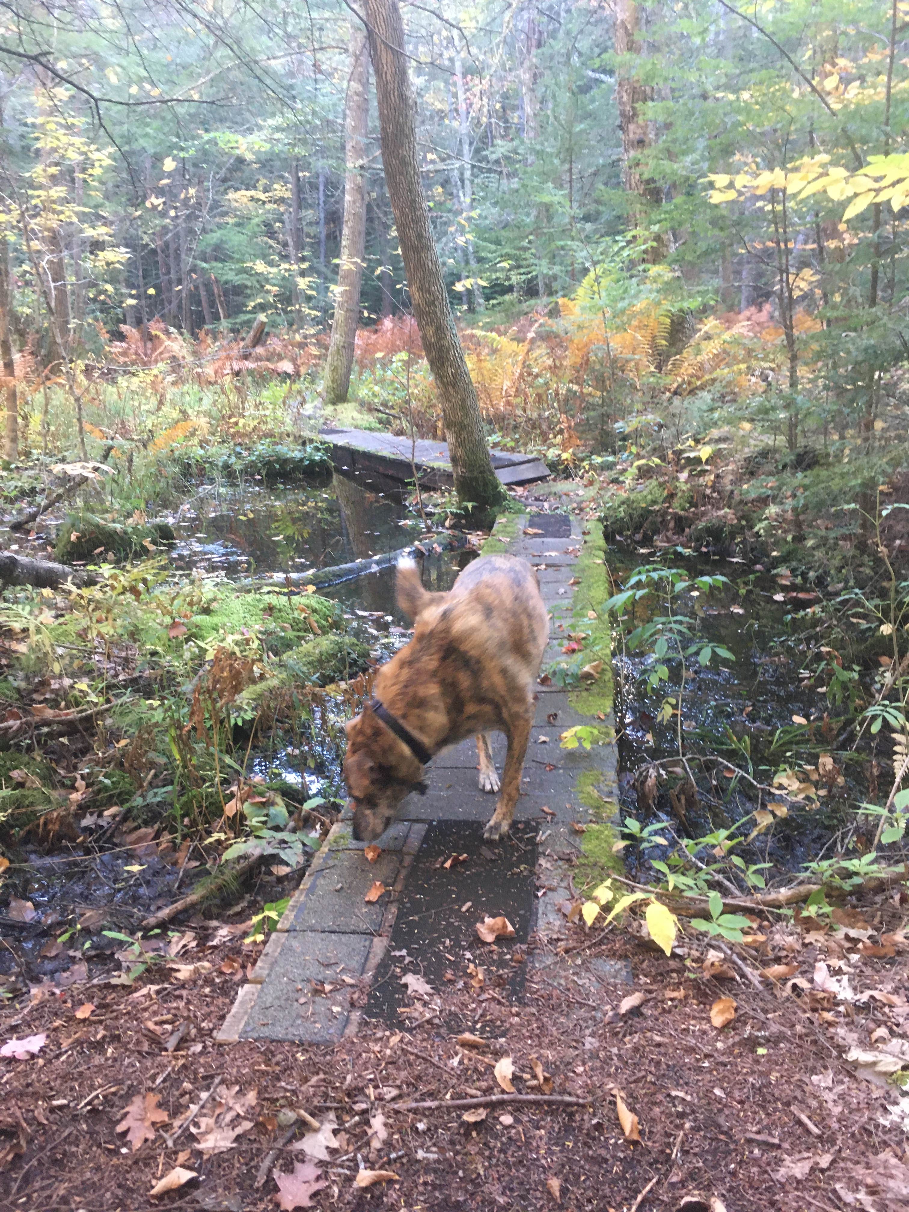 Alan's photo of camping with pets at Daughters of the American Revolution (DAR) State Forest Campground near Agawam Town, MA