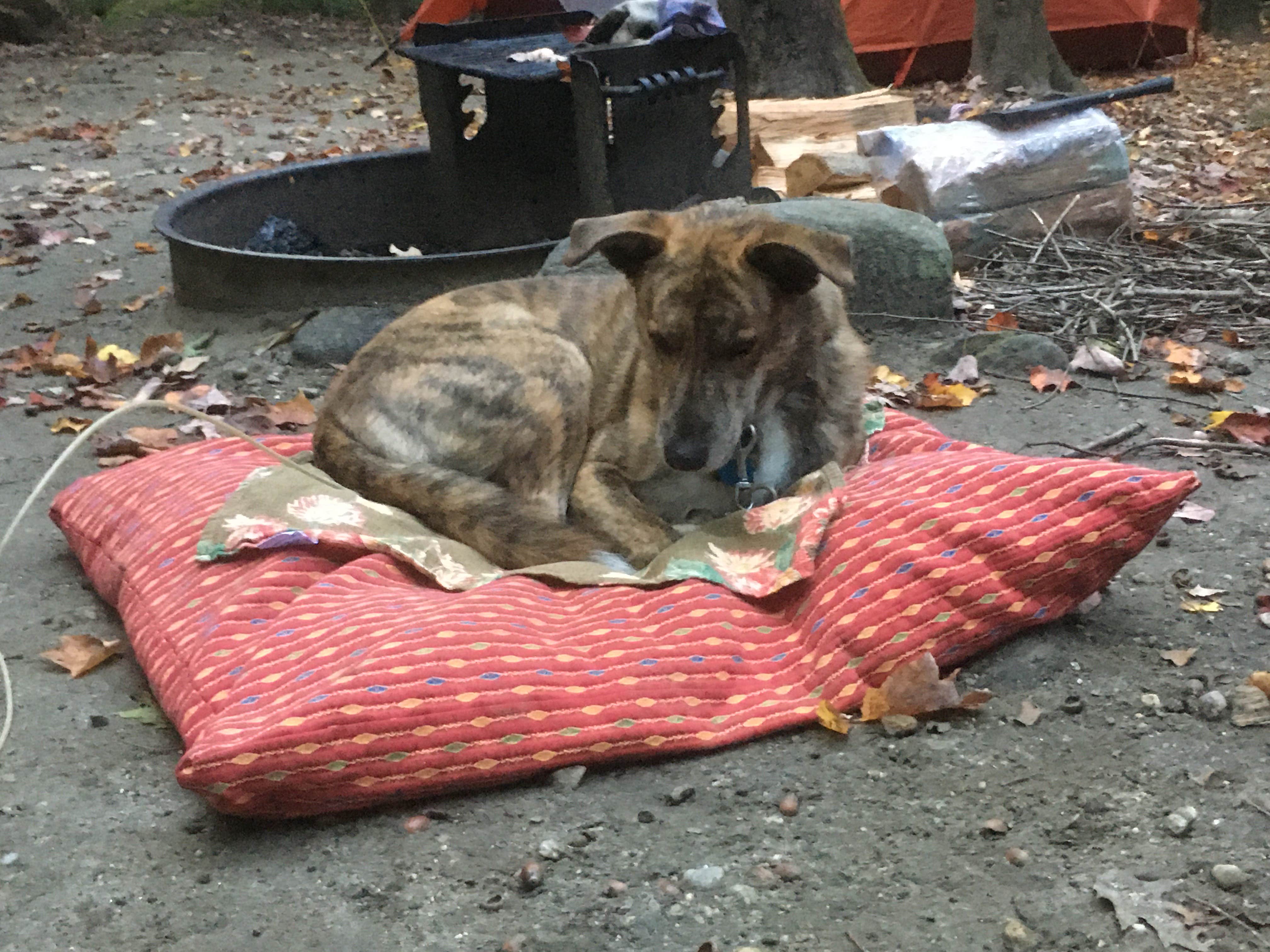 Alan's photo of camping with pets at Daughters of the American Revolution (DAR) State Forest Campground near Charlemont, MA