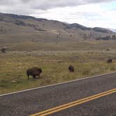 Review photo of Canyon Campground — Yellowstone National Park by Laura B., July 3, 2018