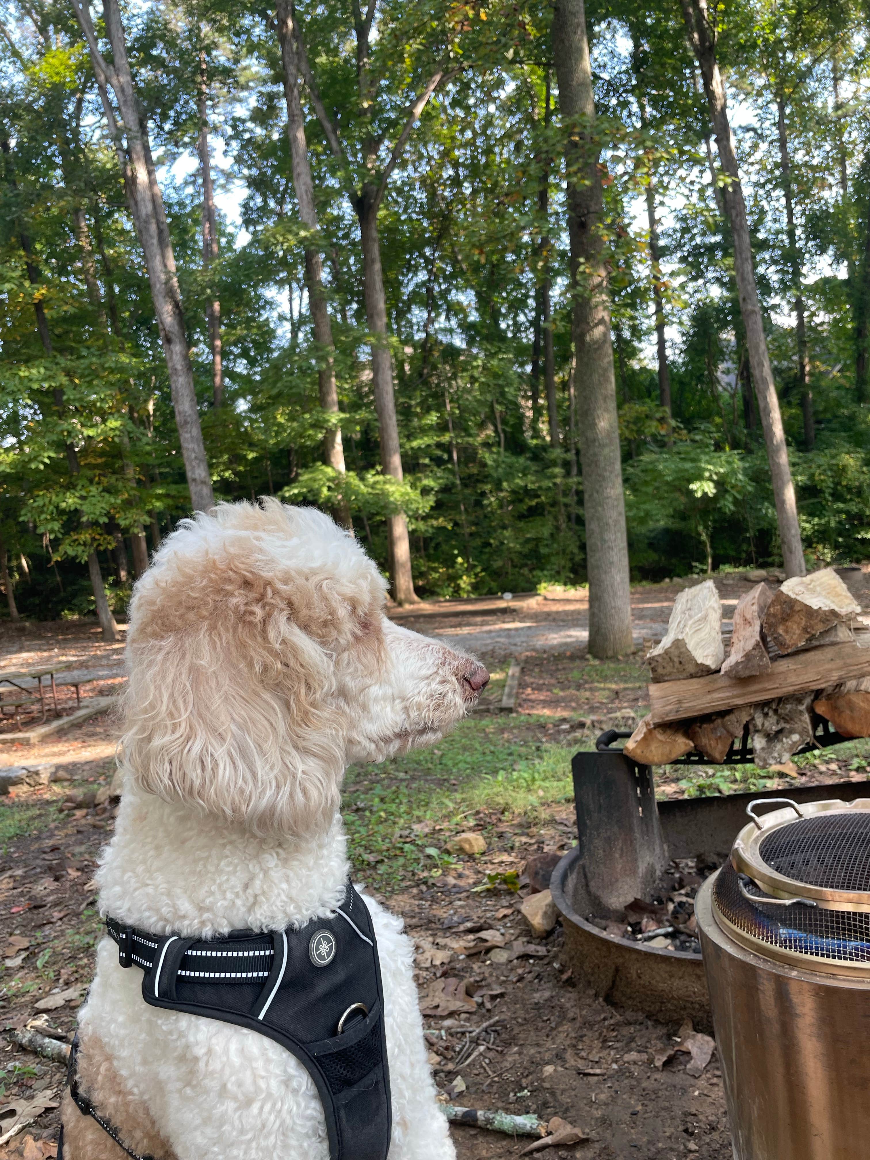 Taylor S.'s photo of camping with pets at Raccoon Mountain Caverns and Campground near Apison, TN