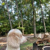 Review photo of Raccoon Mountain Caverns and Campground by Taylor S., October 10, 2021