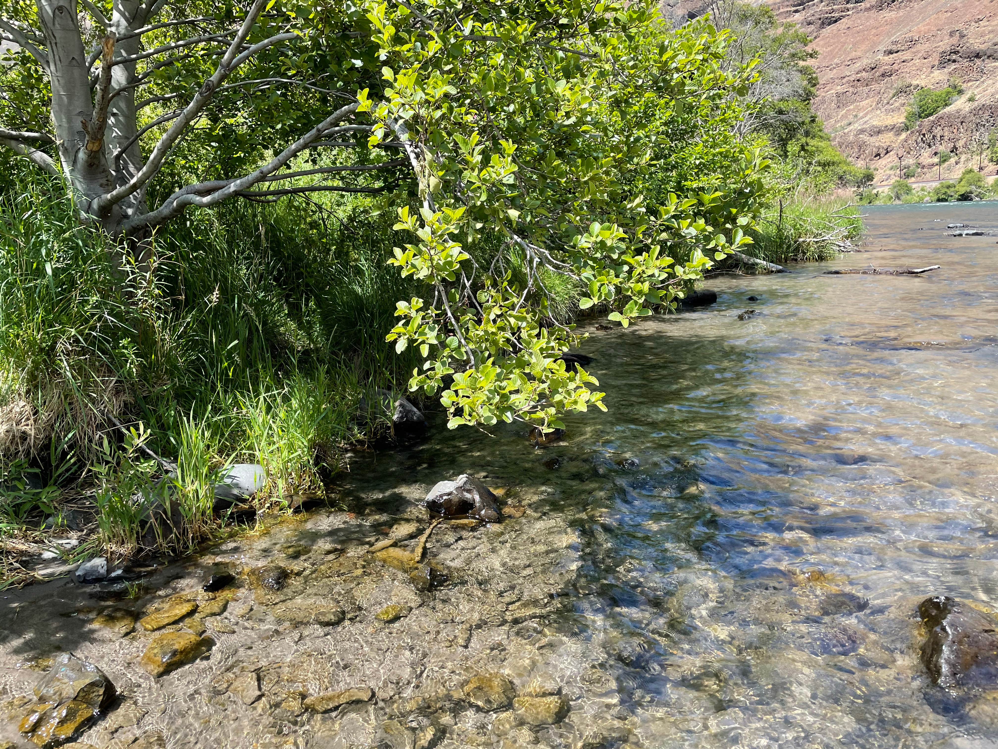 Camper submitted image from Beavertail Campground — Lower Deschutes Wild And Scenic River - 3