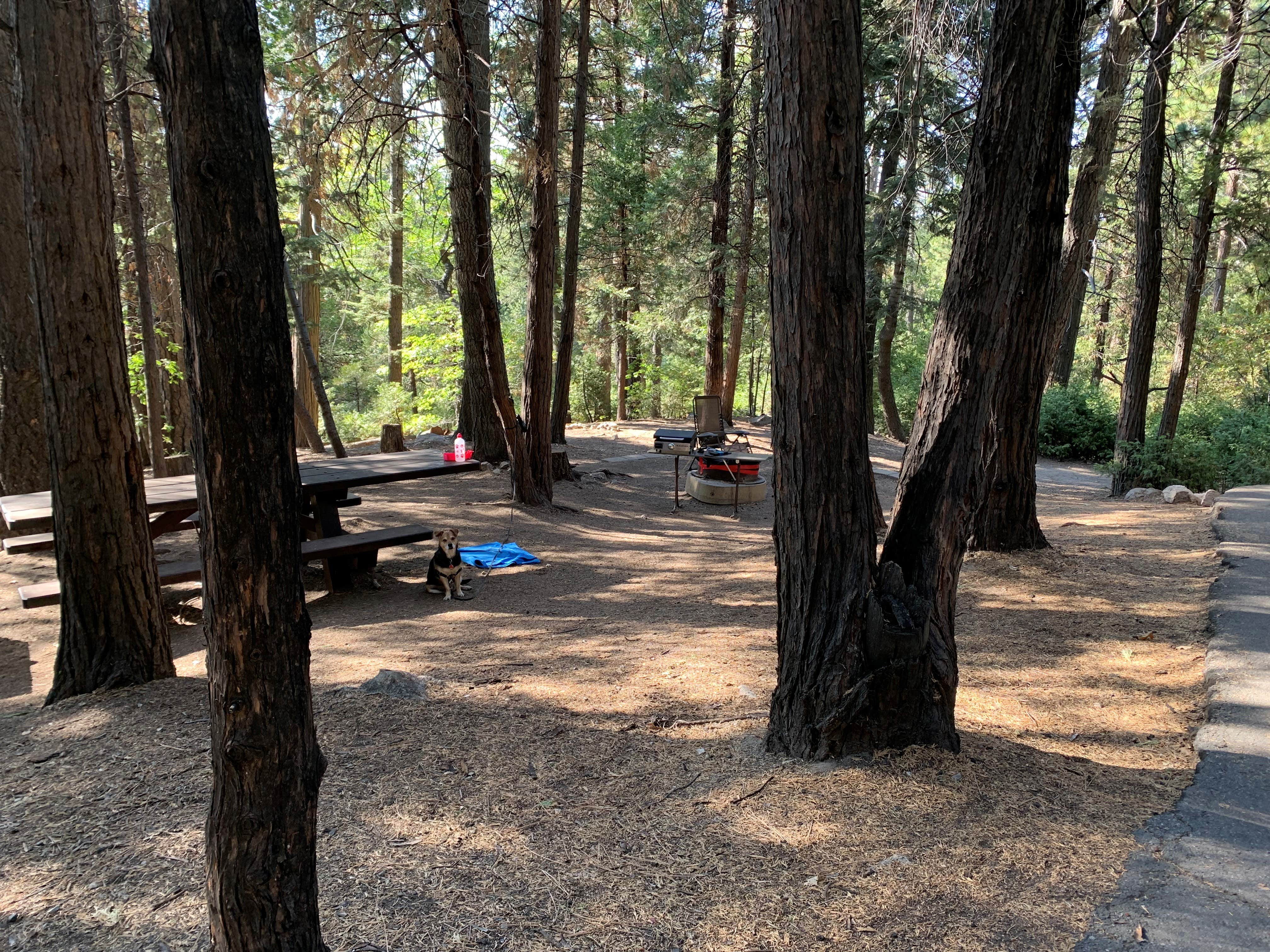 Denise G.'s photo at Dogwood near Bloomington, CA