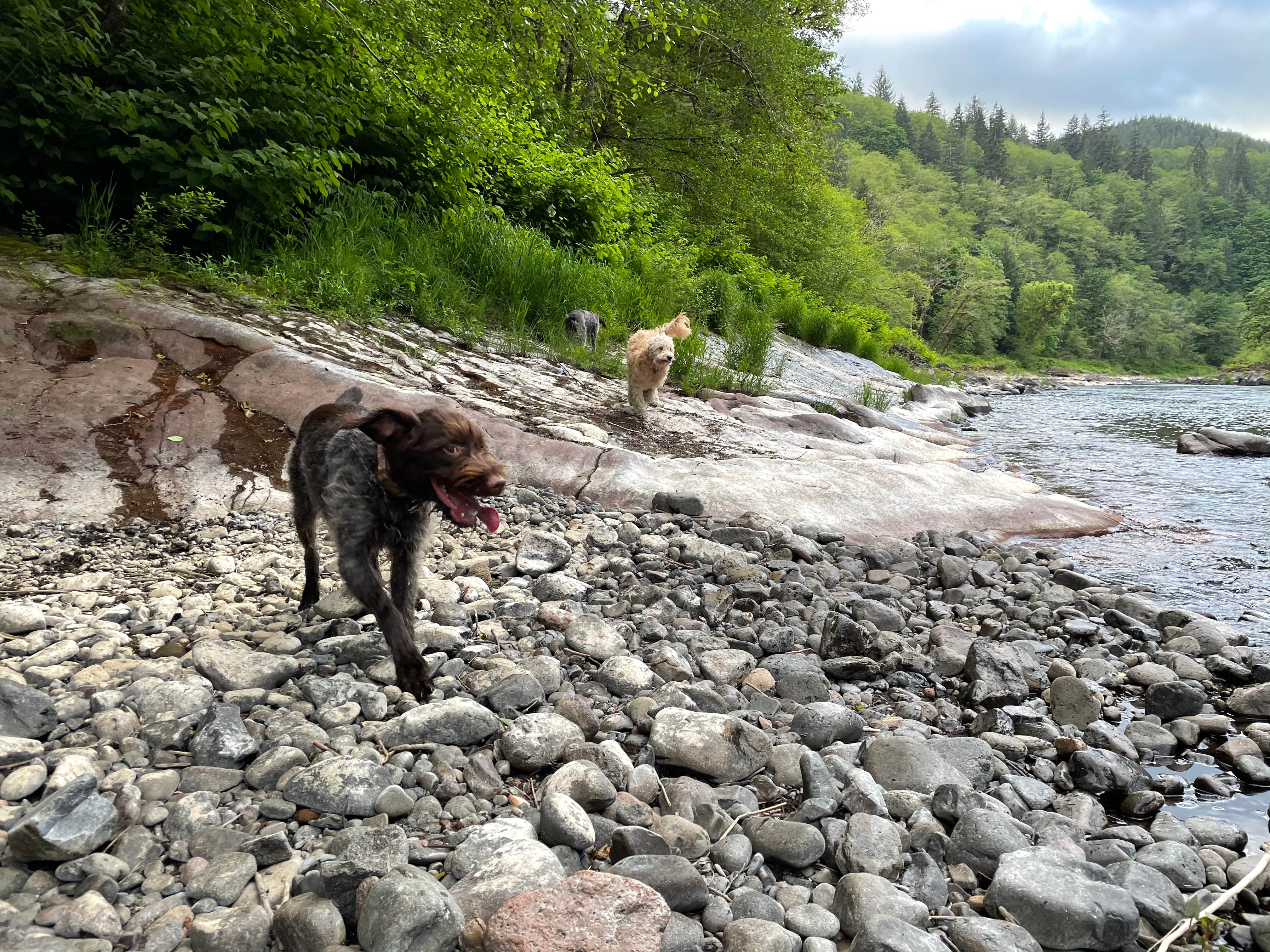 Jennifer R.'s photo of camping with pets at Tillamook Forest Dispersed on the Nehalem River near Cannon Beach, OR
