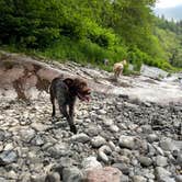 Review photo of Tillamook Forest Dispersed Camping on the Nehalem River by Jennifer R., October 10, 2021