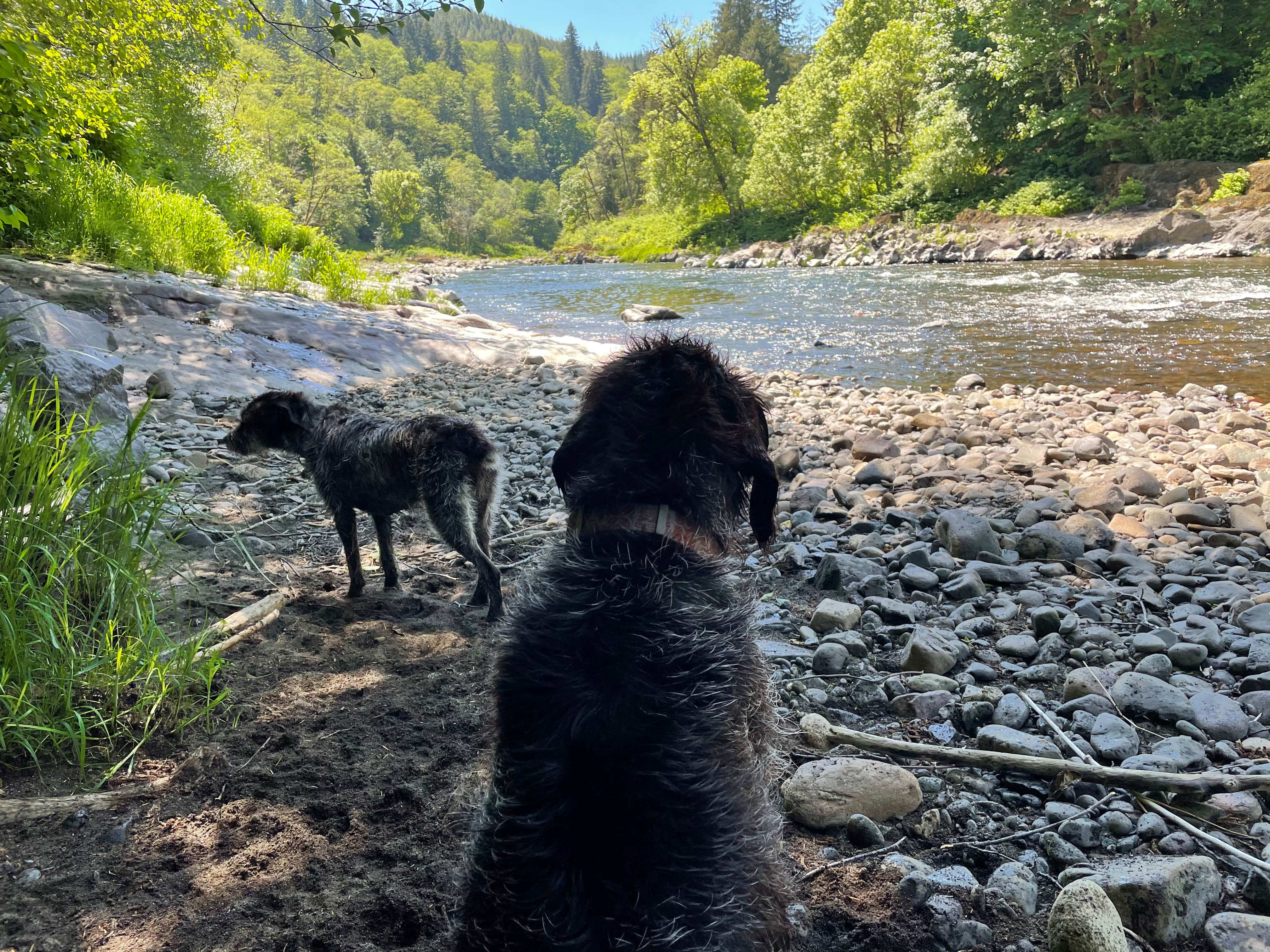 Jennifer R.'s photo of camping with pets at Tillamook Forest Dispersed on the Nehalem River near Nehalem, OR