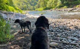 Jennifer R.'s photo of camping with pets at Tillamook Forest Dispersed on the Nehalem River near Manzanita, OR