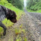 Review photo of Tillamook Forest Dispersed on the Nehalem River by Jennifer R., October 10, 2021