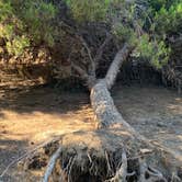 Review photo of Tijuana River Valley Regional Park Campground by Matthew D., October 10, 2021