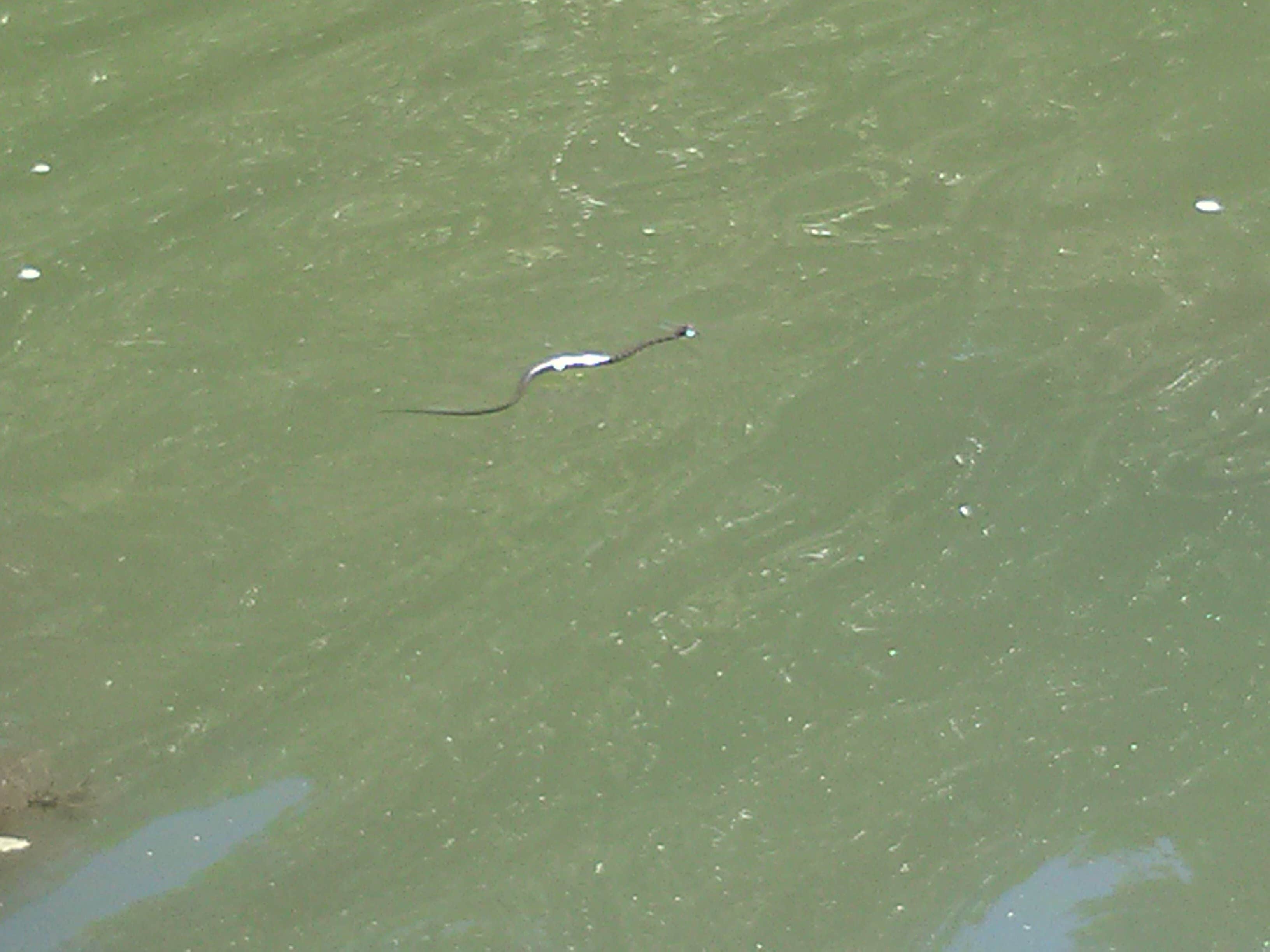 Camper-submitted photo at Viking Lake State Park Campground near Corning, IA