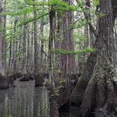 Review photo of George L Smith II State Park Campground by David S., October 10, 2021