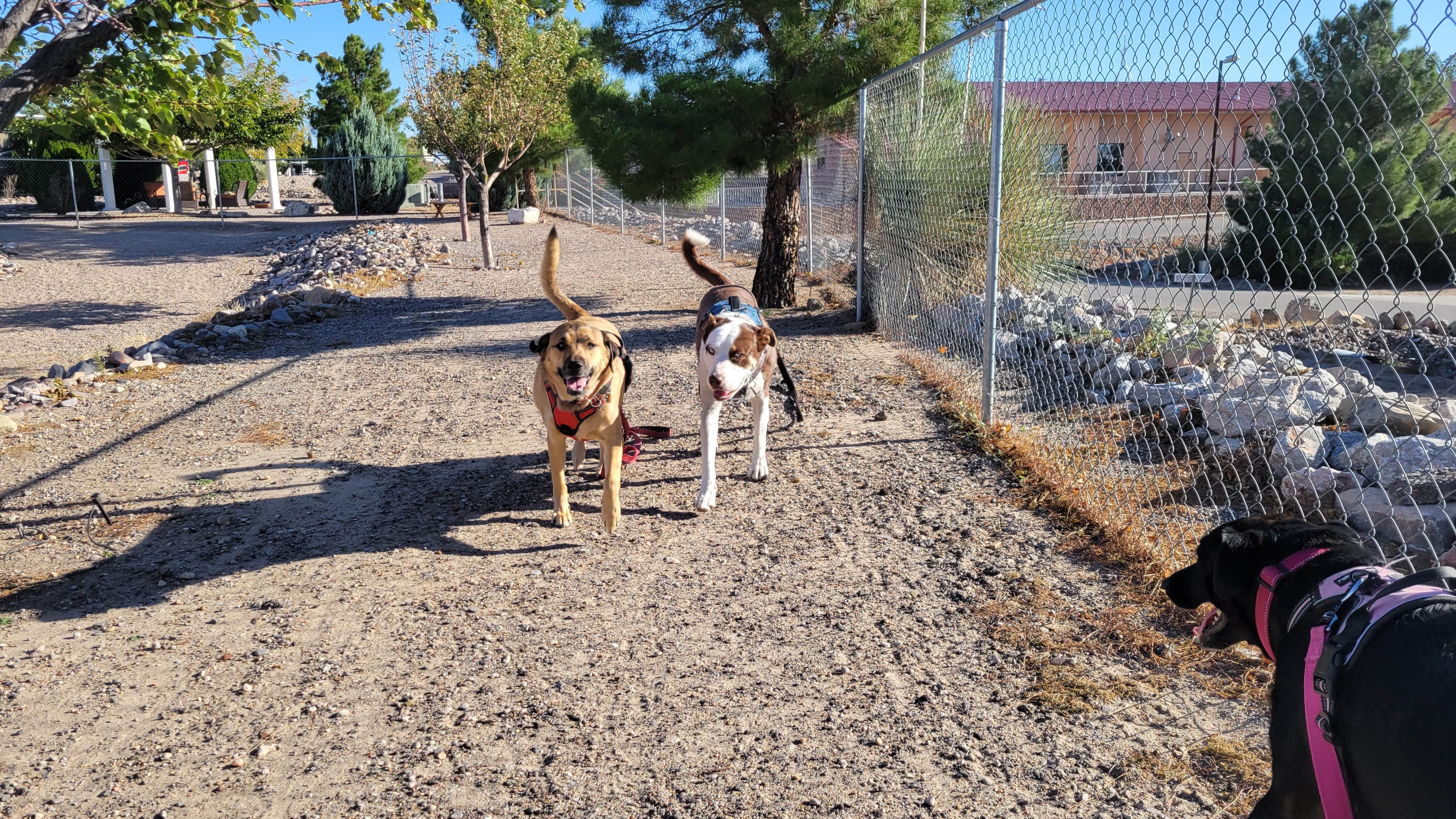 Jeffrey T.'s photo of camping with pets at Elephant Butte Lake RV Resort near Elephant Butte, NM