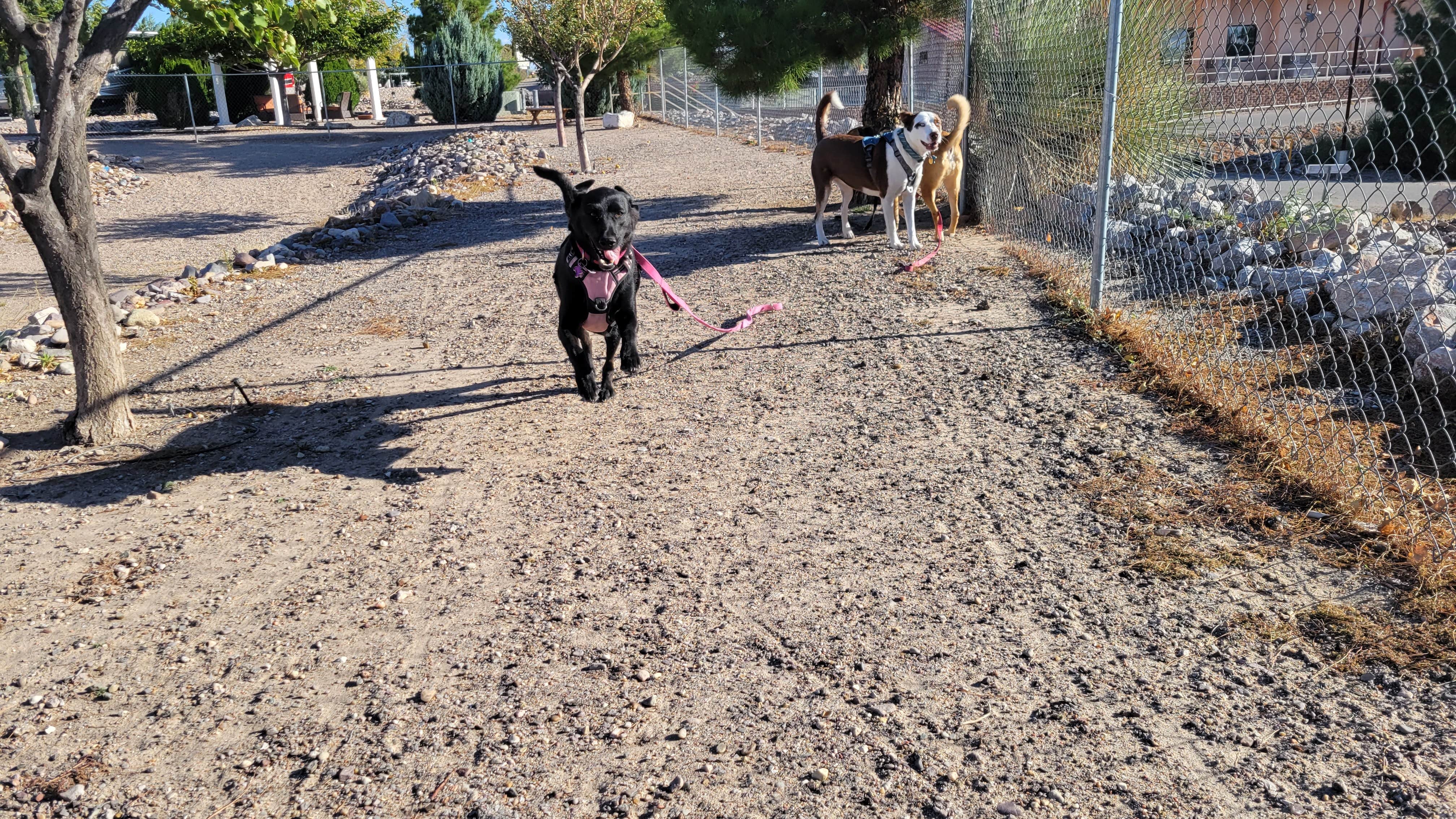 Jeffrey T.'s photo of camping with pets at Elephant Butte Lake RV Resort near Truth or Consequences, NM