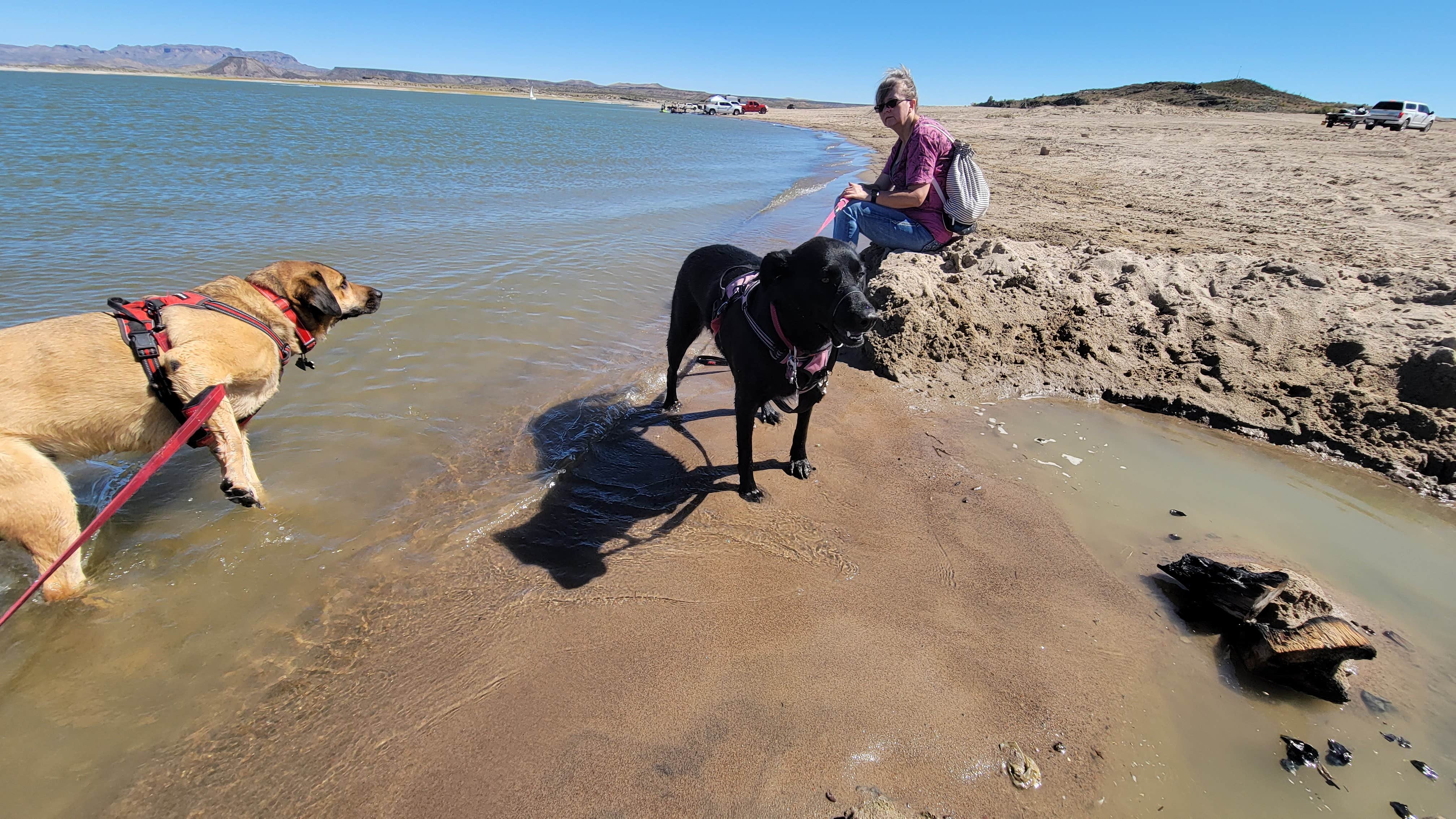 Jeffrey T.'s photo of camping with pets at Elephant Butte Lake RV Resort near Caballo, NM