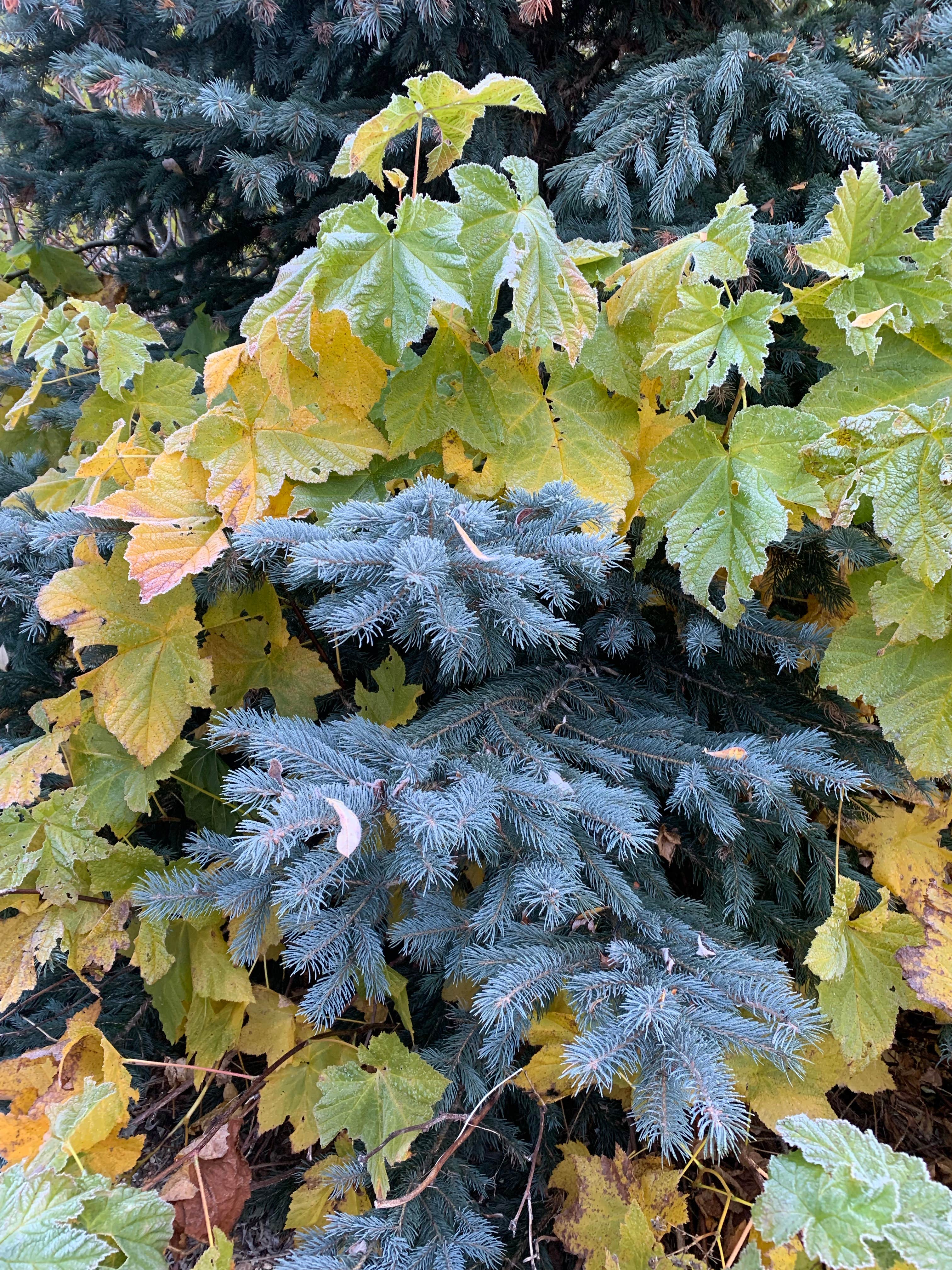 Camping near Antilon Lake Campground: Lone Fir Campground, Methow, Washington