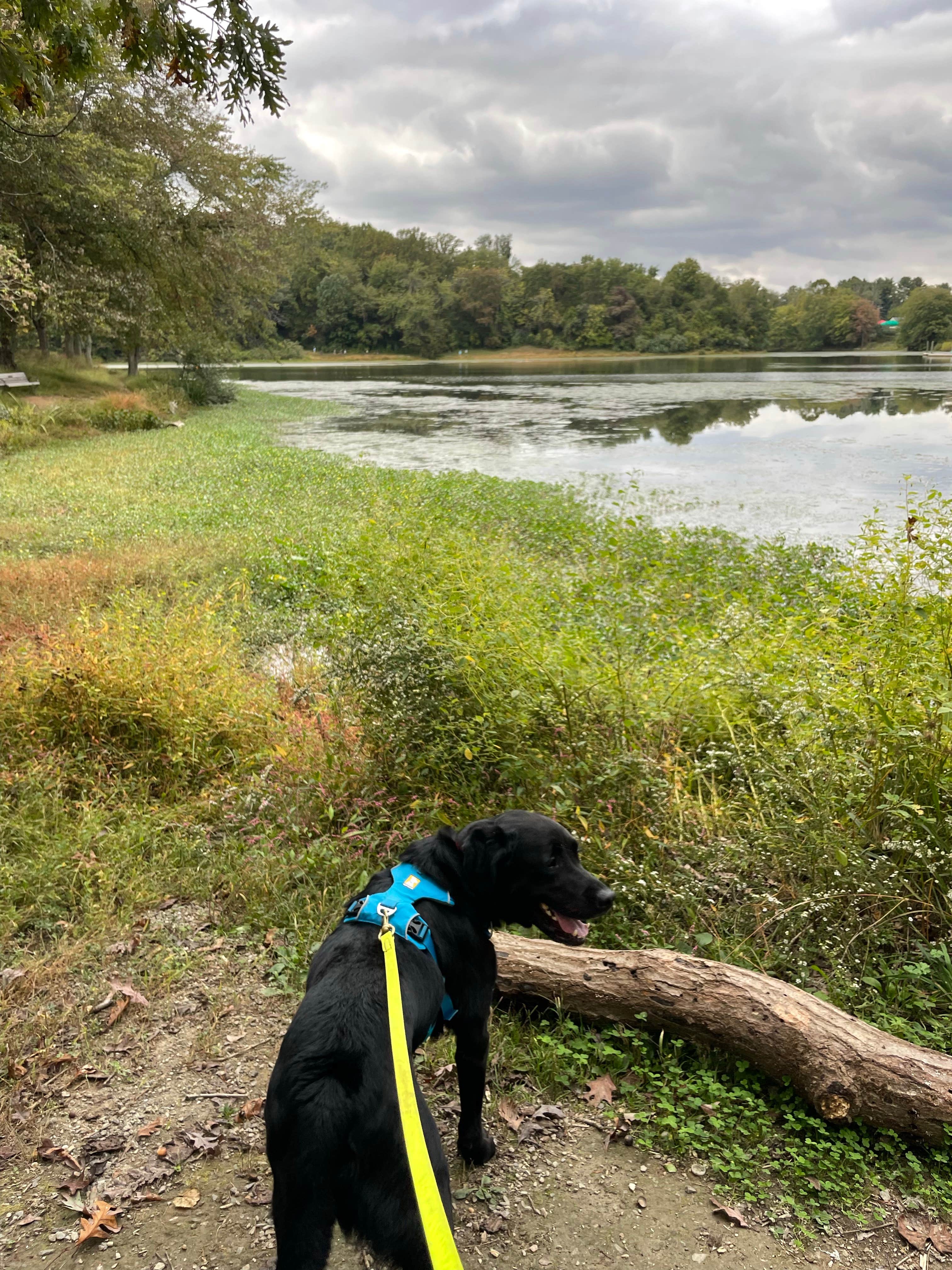 adrian F.'s photo of camping with pets at Lake Fairfax Campground near Washington, DC