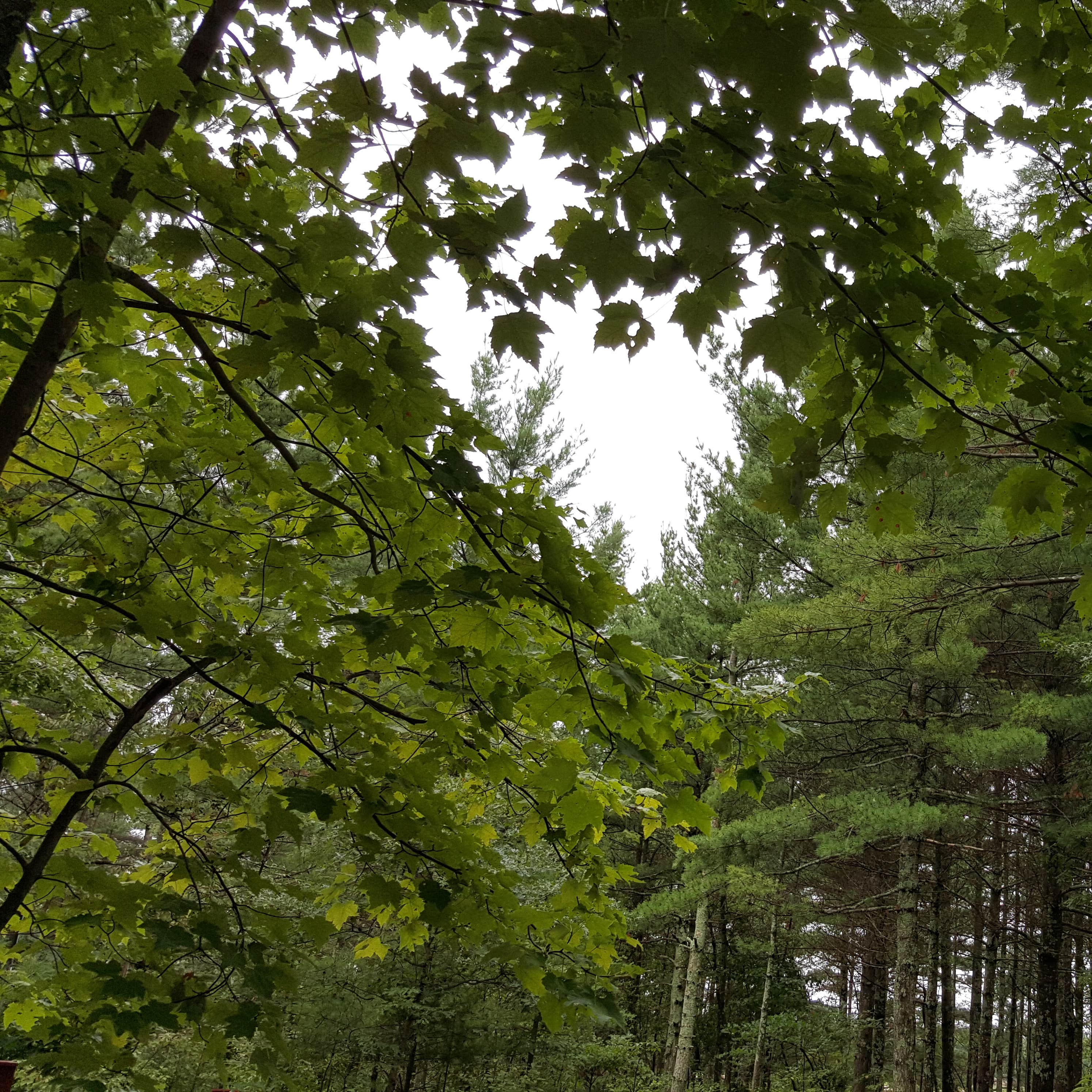 Coon Fork Campground Camping The Dyrt