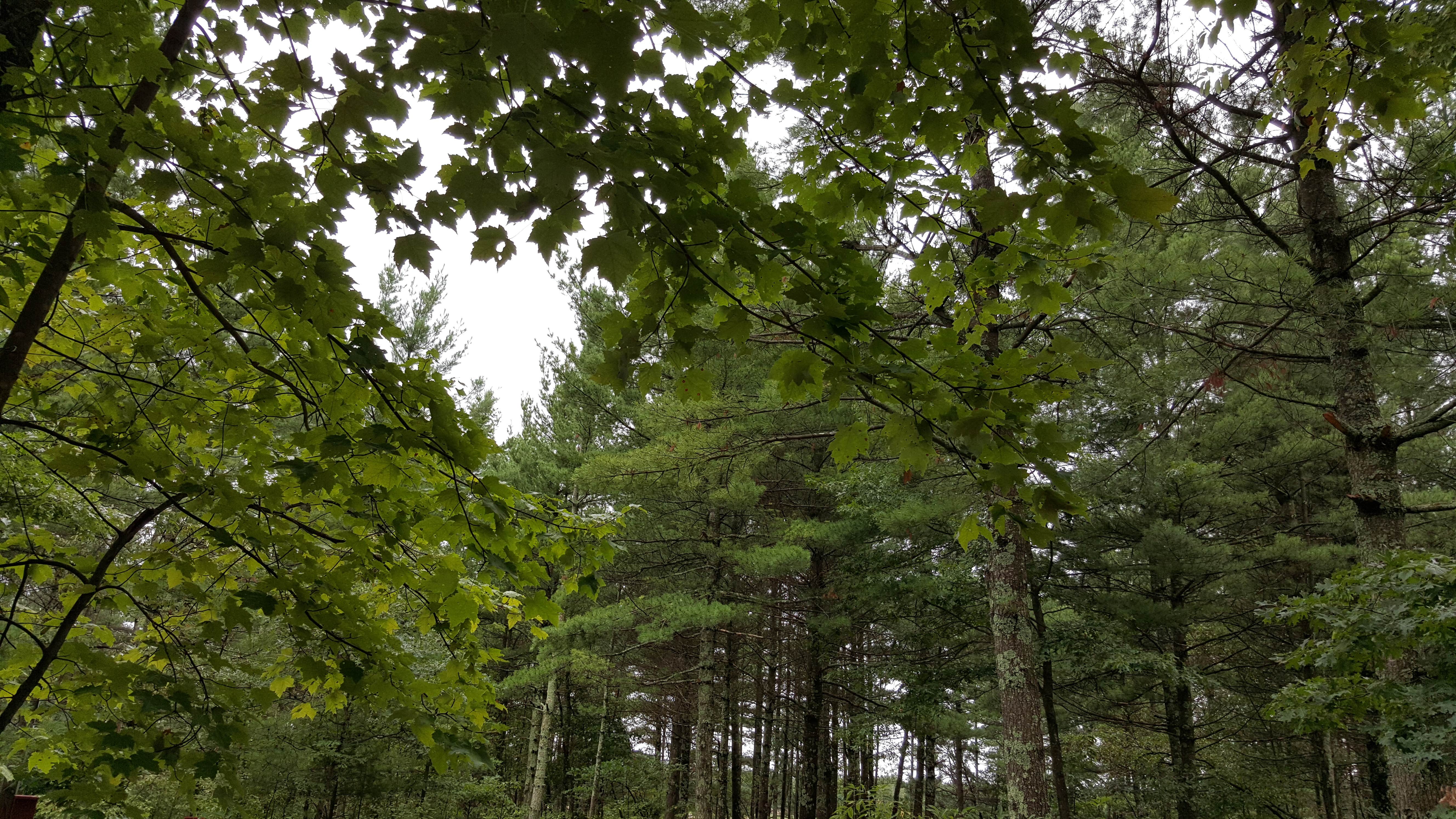 Nature