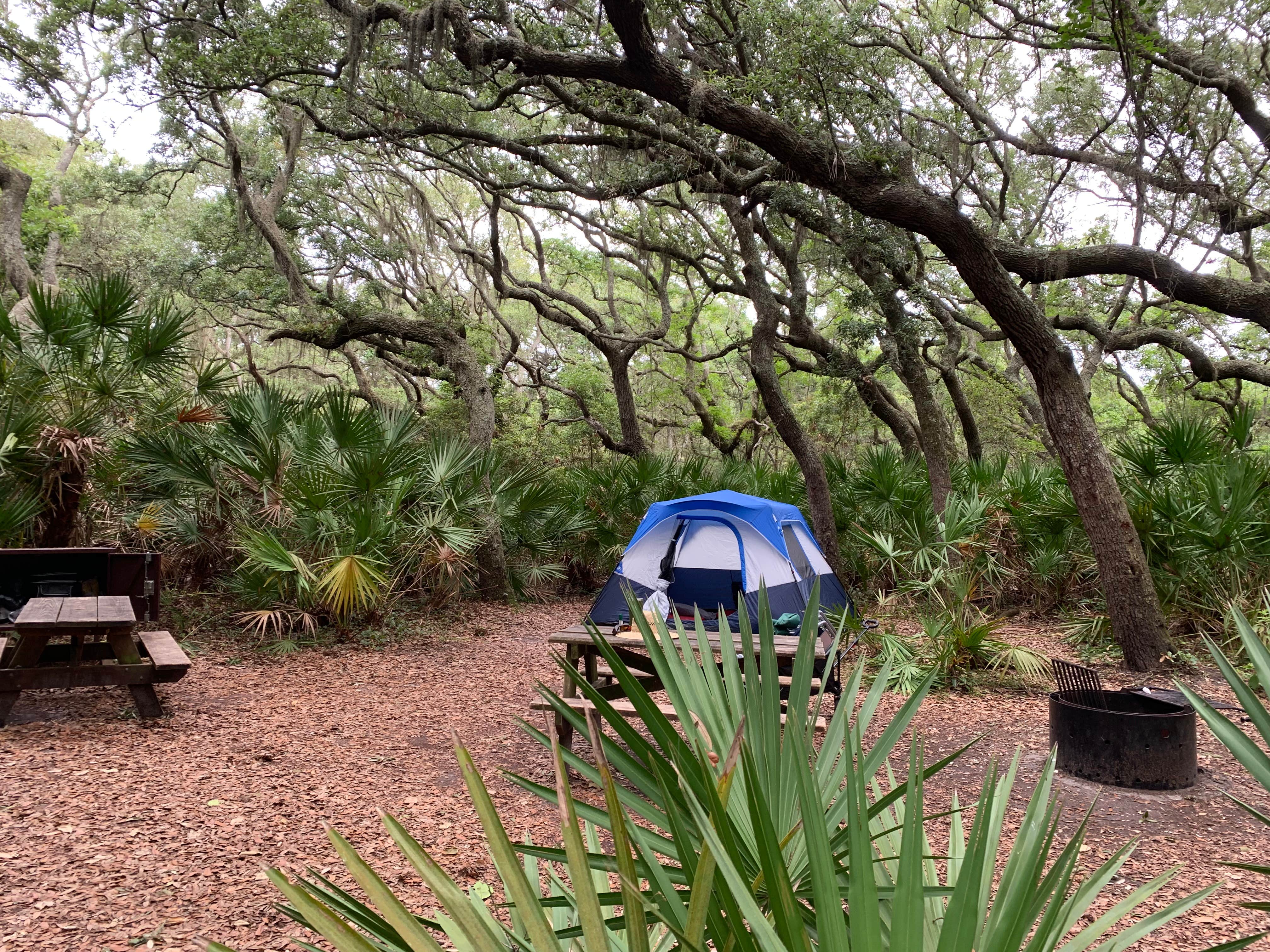 David S.'s photo of tent camping at Sea Camp Campground — Cumberland Island National Seashore near Fernandina Beach, FL