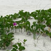 Review photo of Sea Camp Campground — Cumberland Island National Seashore by David S., October 11, 2021