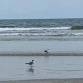 Review photo of Sea Camp Campground — Cumberland Island National Seashore by David S., October 11, 2021