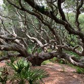 Review photo of Sea Camp Campground — Cumberland Island National Seashore by David S., October 11, 2021