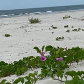 Review photo of Sea Camp Campground — Cumberland Island National Seashore by David S., October 11, 2021